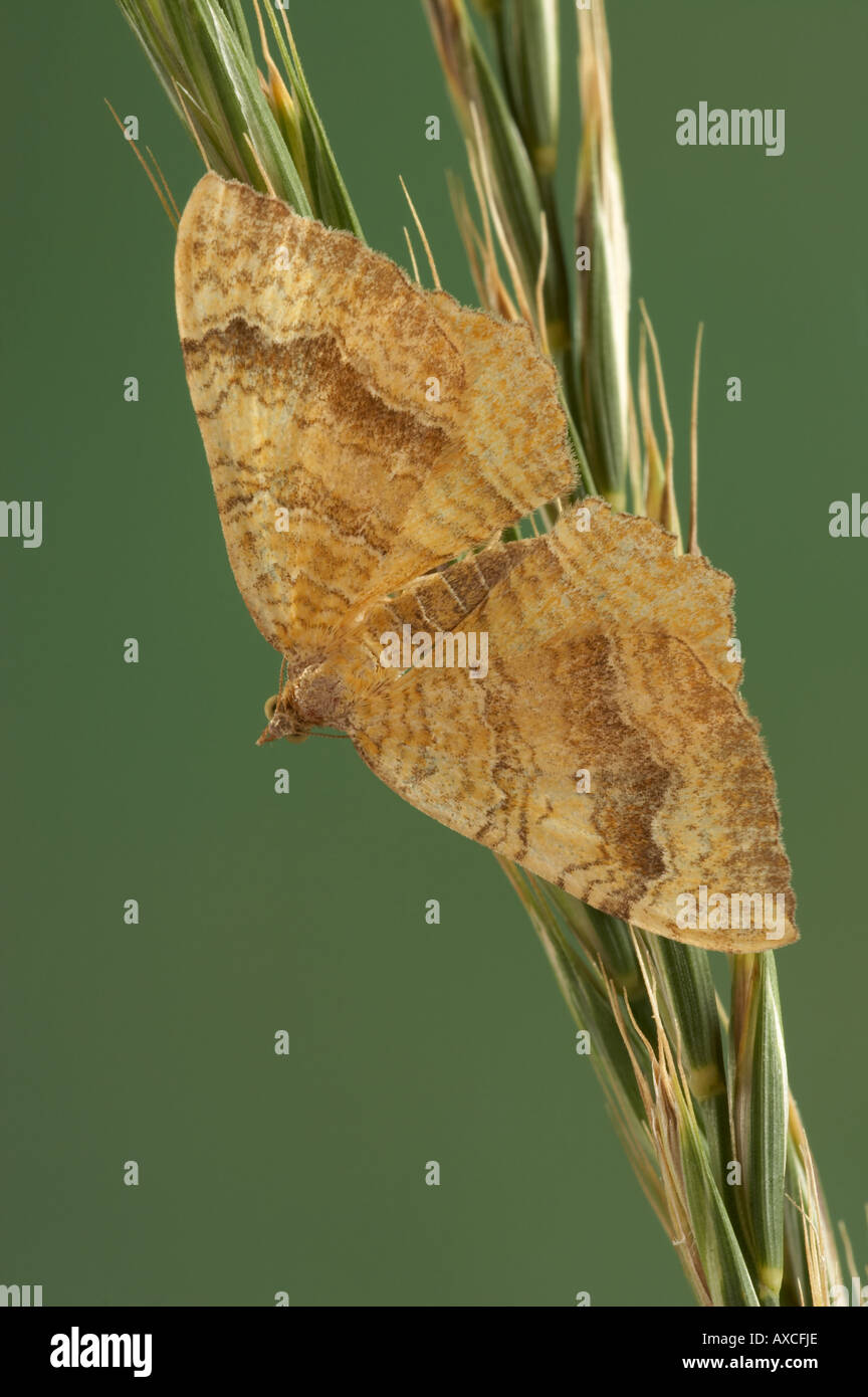Yellow Shell Name Yellow Shell - Camptogramma bilineata Stock Photo - Alamy