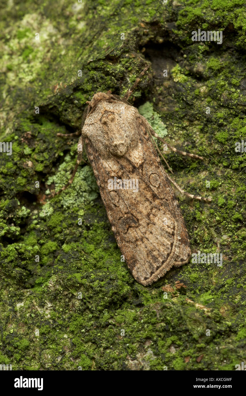 Turnip Moth - Agrotis segetum Stock Photo