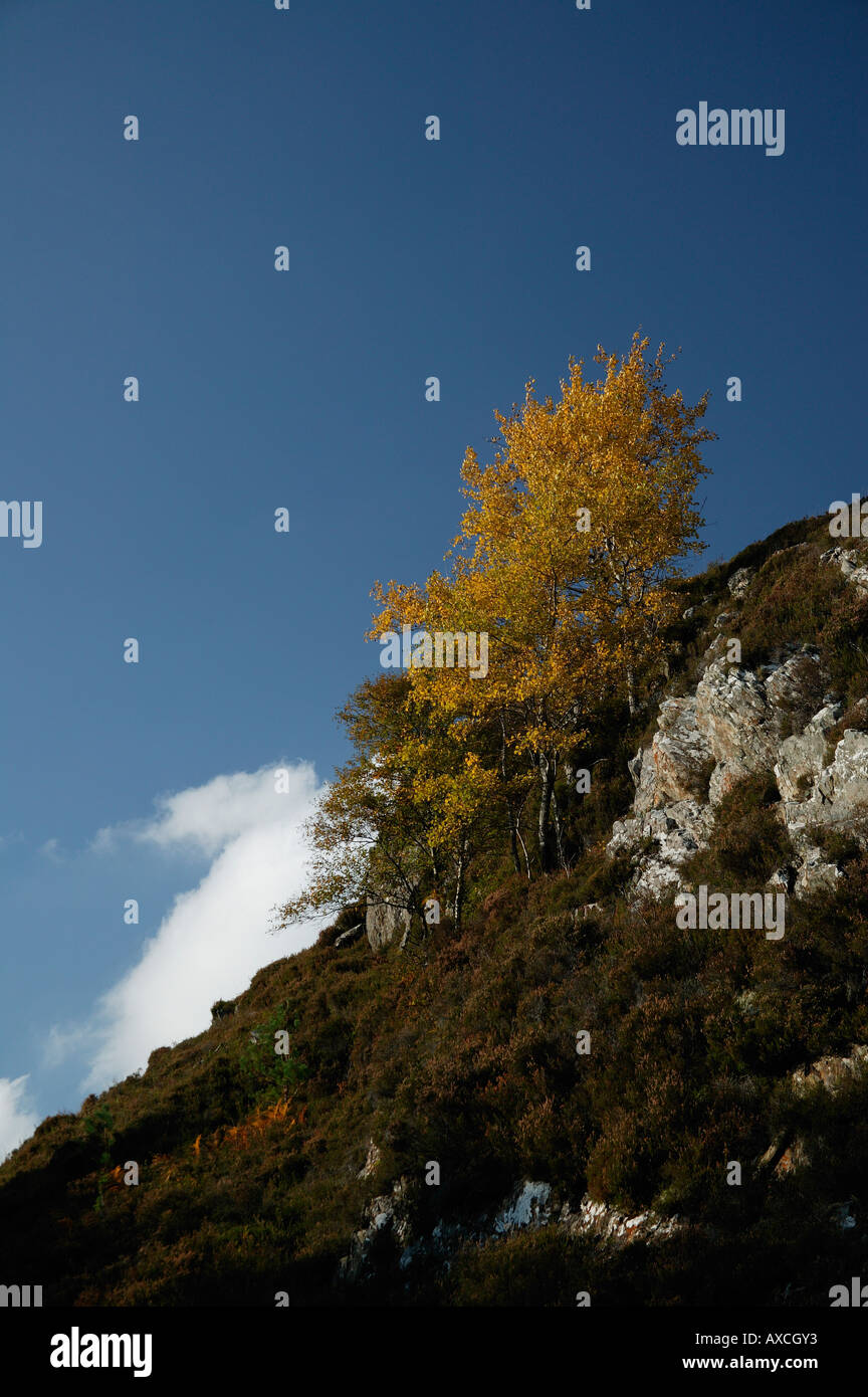 Single Birch tree on hillside against blue sky, north west Scotland Ross and Cromarty, UK Europe Stock Photo