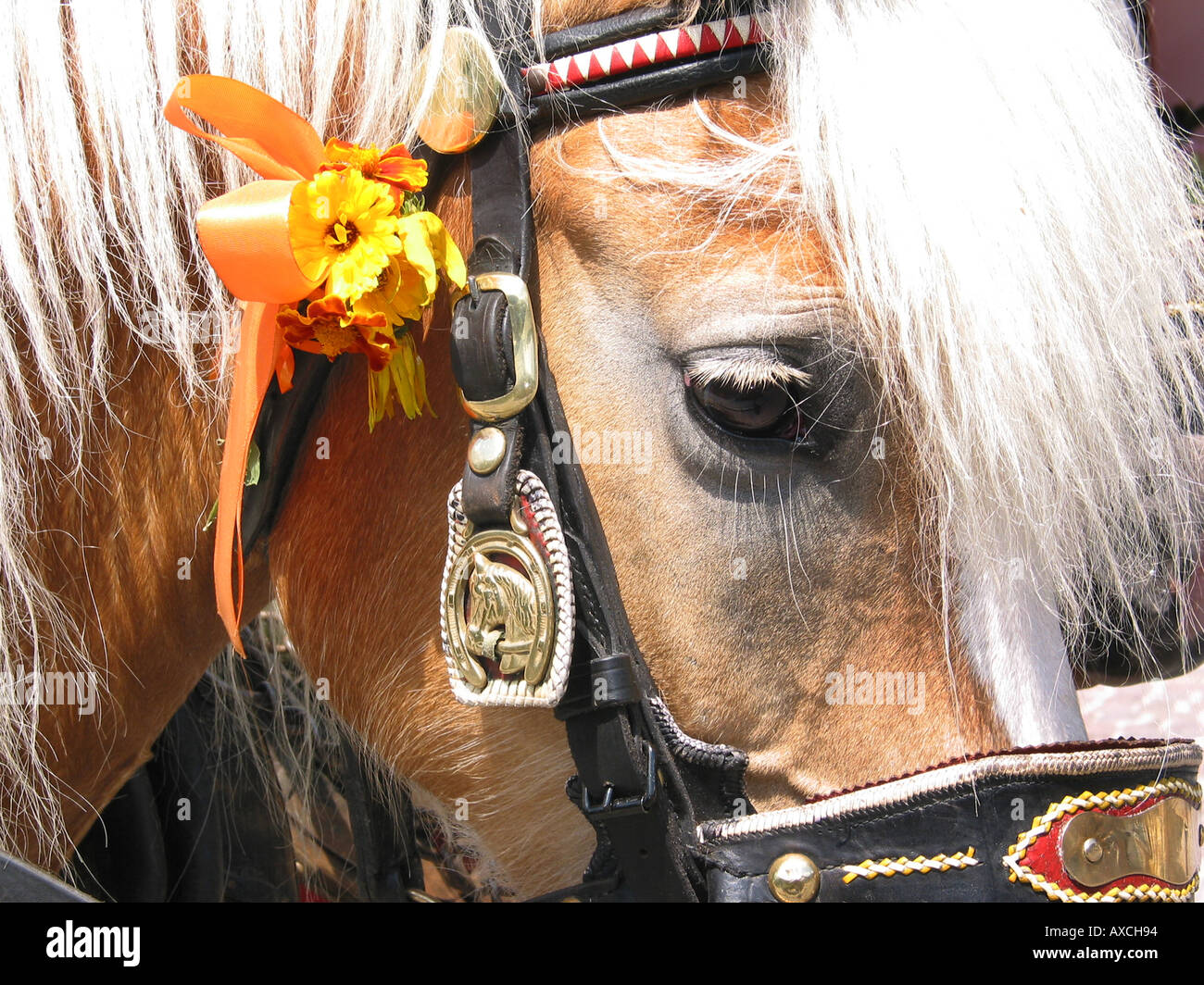 close up of Austrian Haflinger work horse Stock Photo