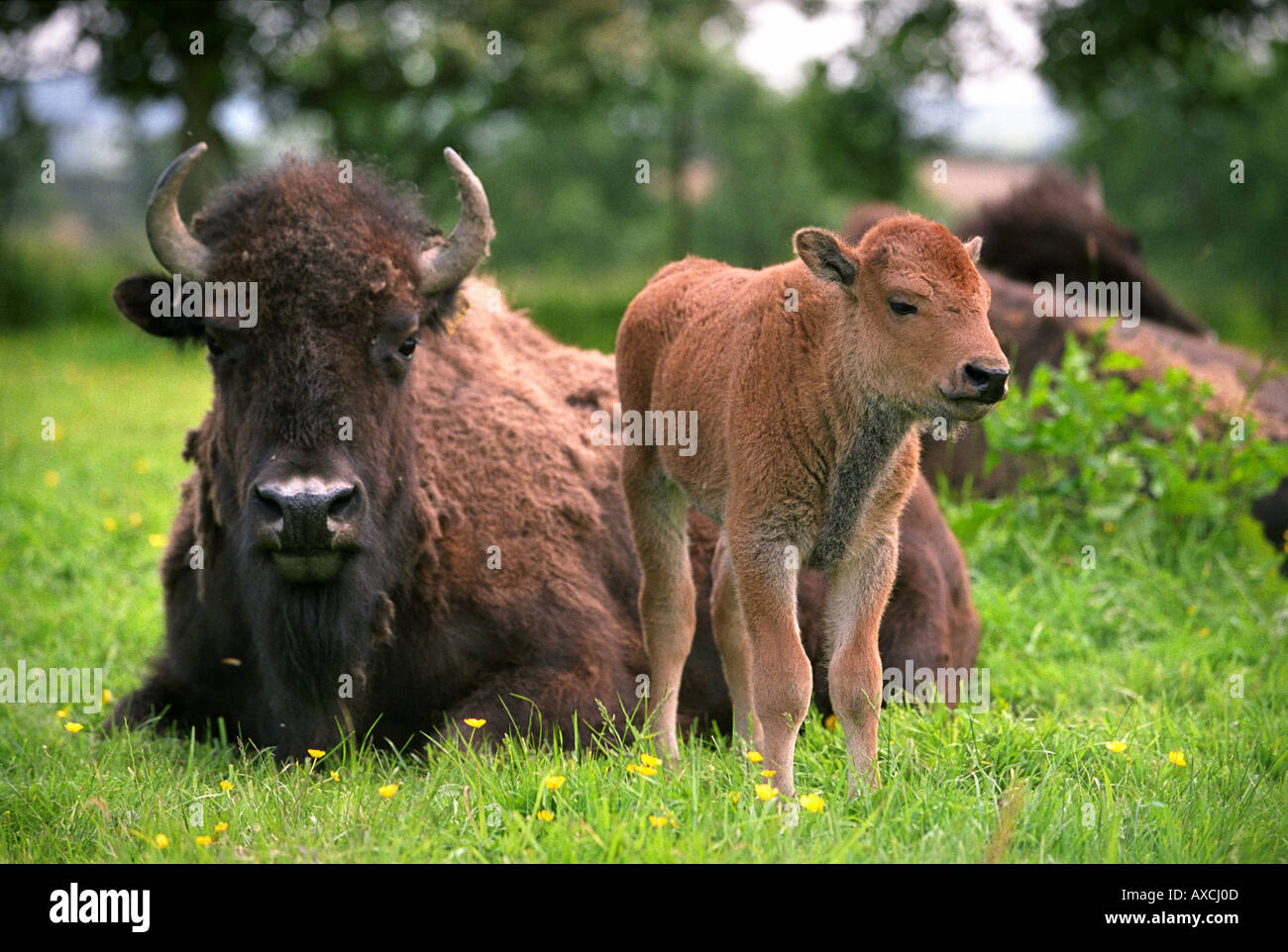 NORTH AMERICAN BISON A MAY CALF WITH ITS MOTHER ON A FARM IN WILTSHIRE UK Stock Photo