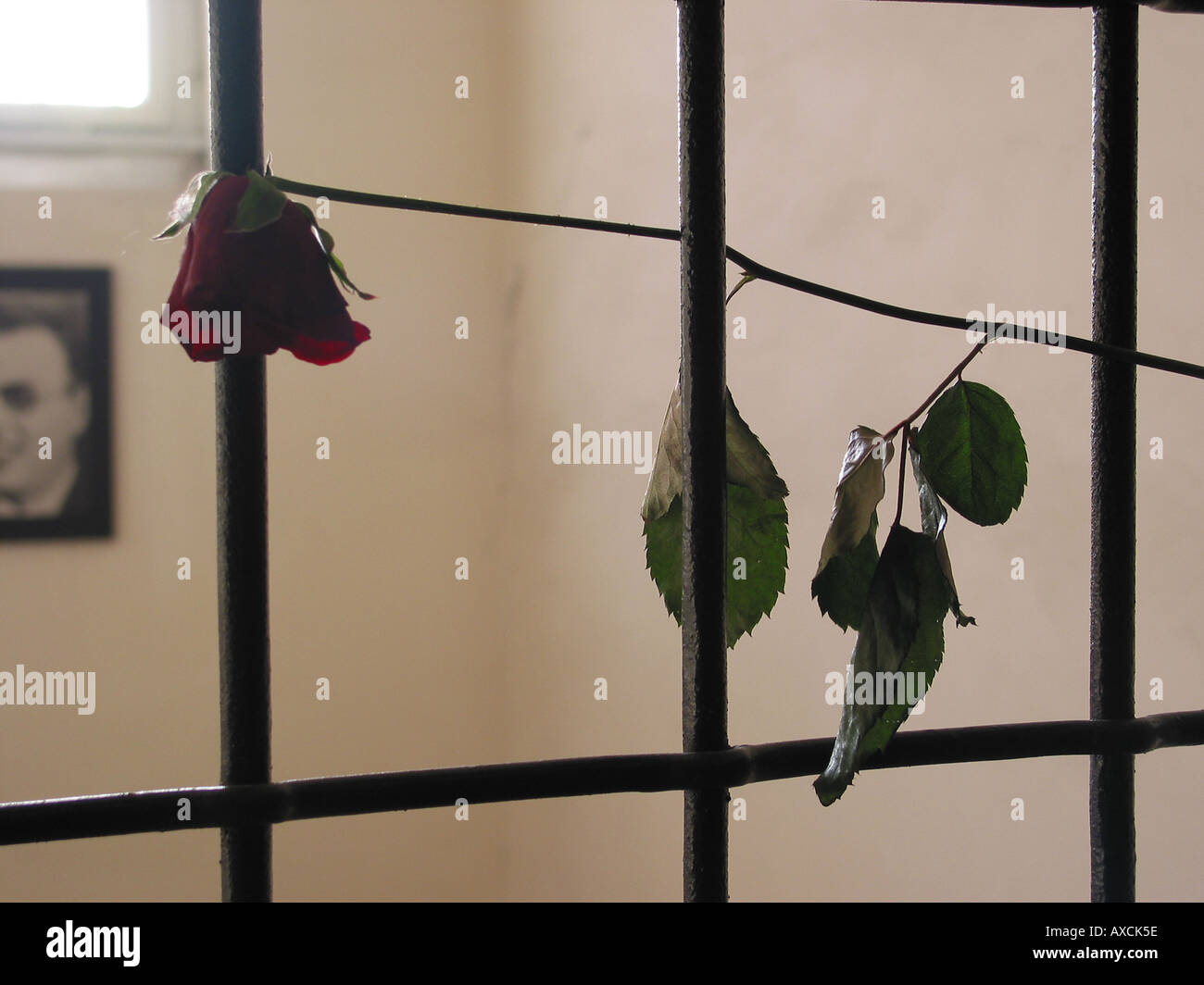 broken flowers in prison cell Sachsenhausen concentration camp Germany