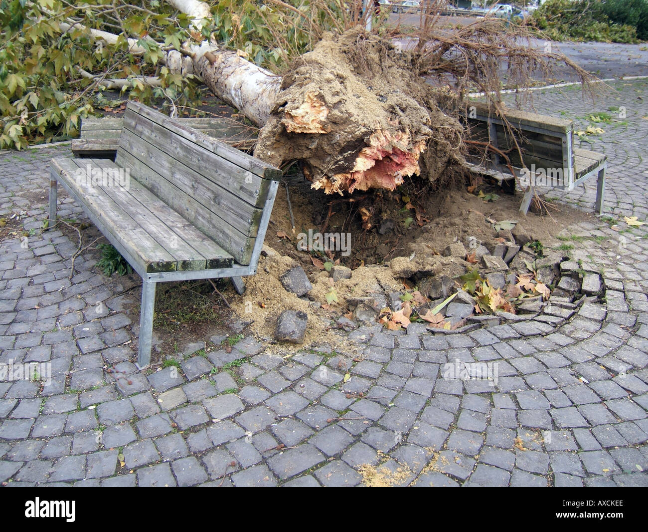 tree blown over in hurricane winds Stock Photo Alamy