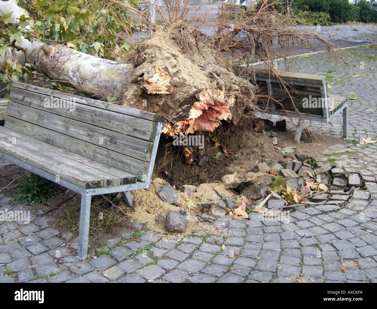 tree blown over in strong wind Stock Photo Alamy