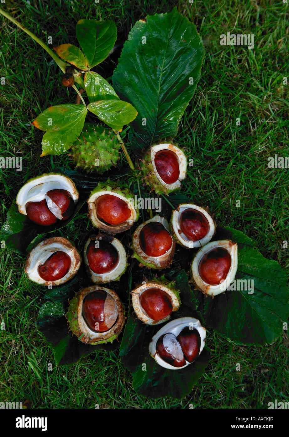 A group of horsechestnuts in their shells with leaves and stalk lying on grass, gathered from the Aesculus hippocastanum tree Stock Photo