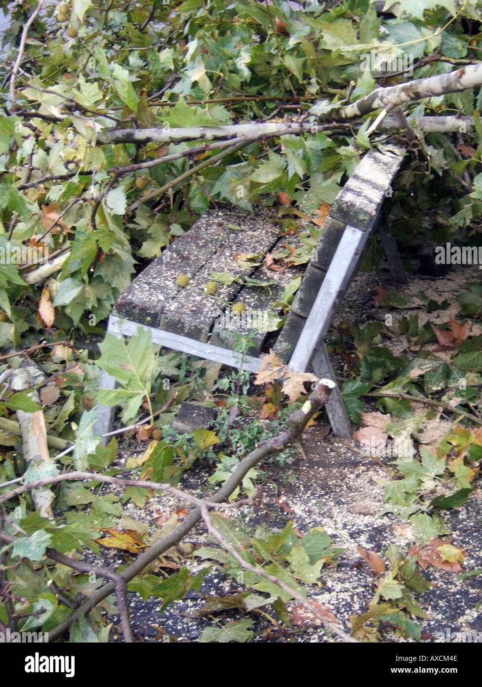 tree blown over park bench Stock Photo Alamy
