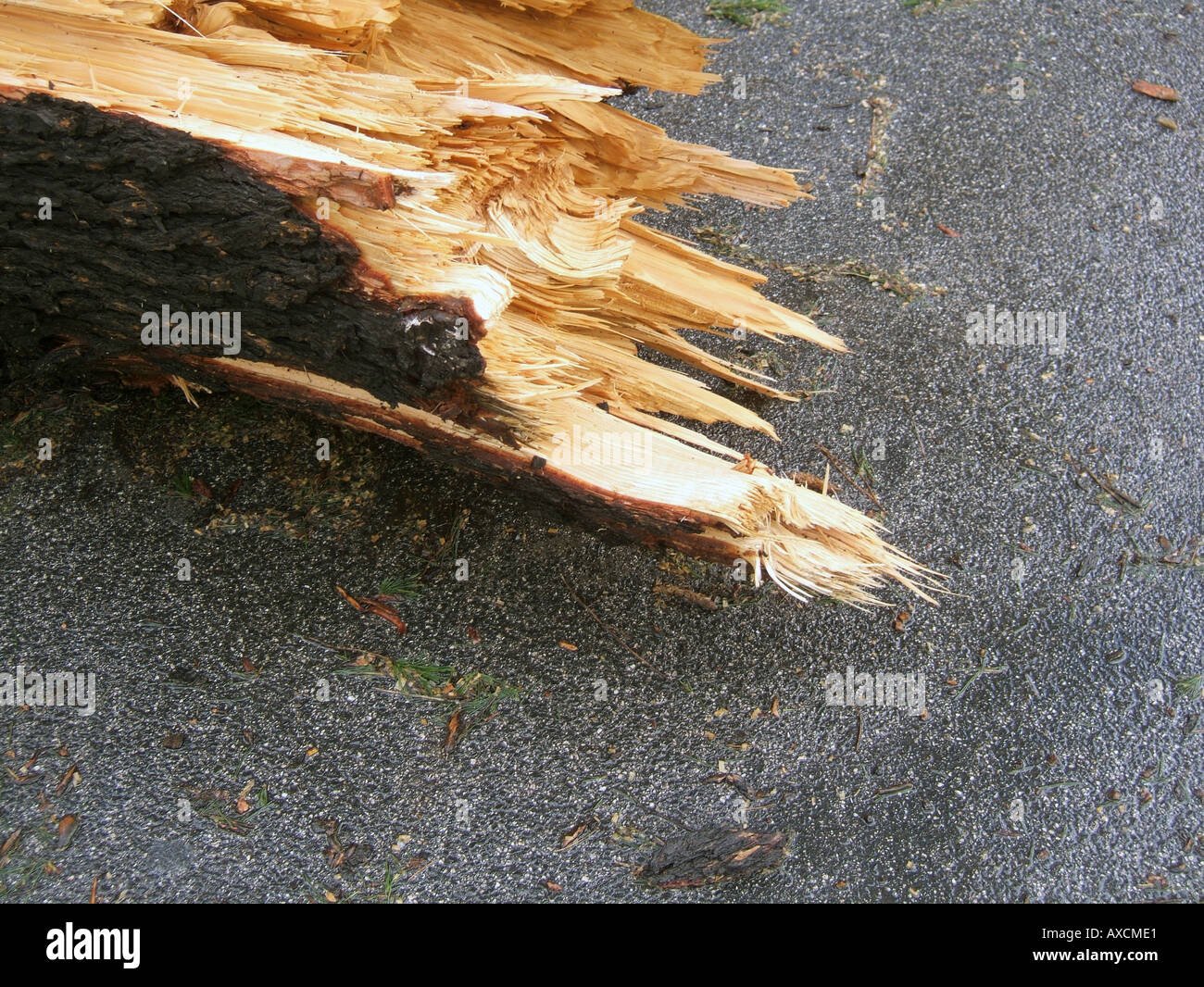 tree blown over in storm Stock Photo Alamy