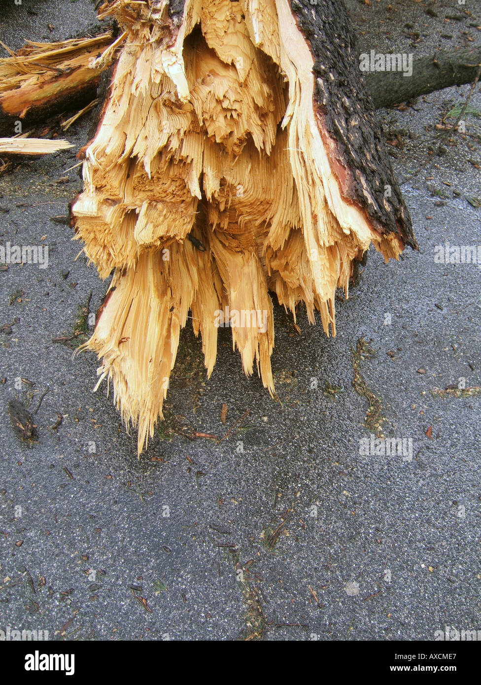 tree blown over in storm Stock Photo Alamy
