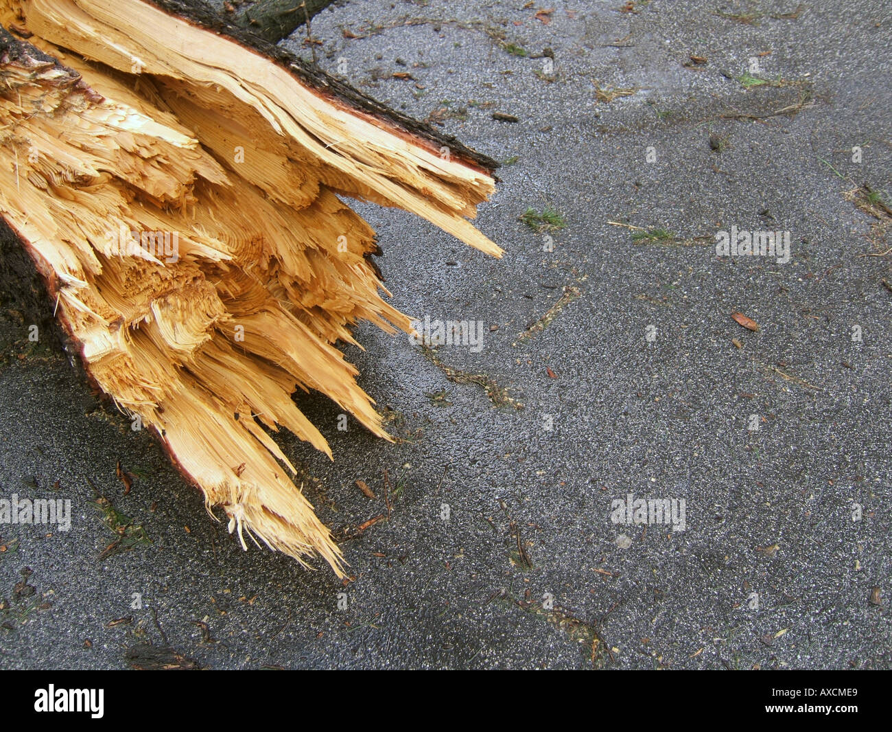 tree blown over in storm Stock Photo Alamy