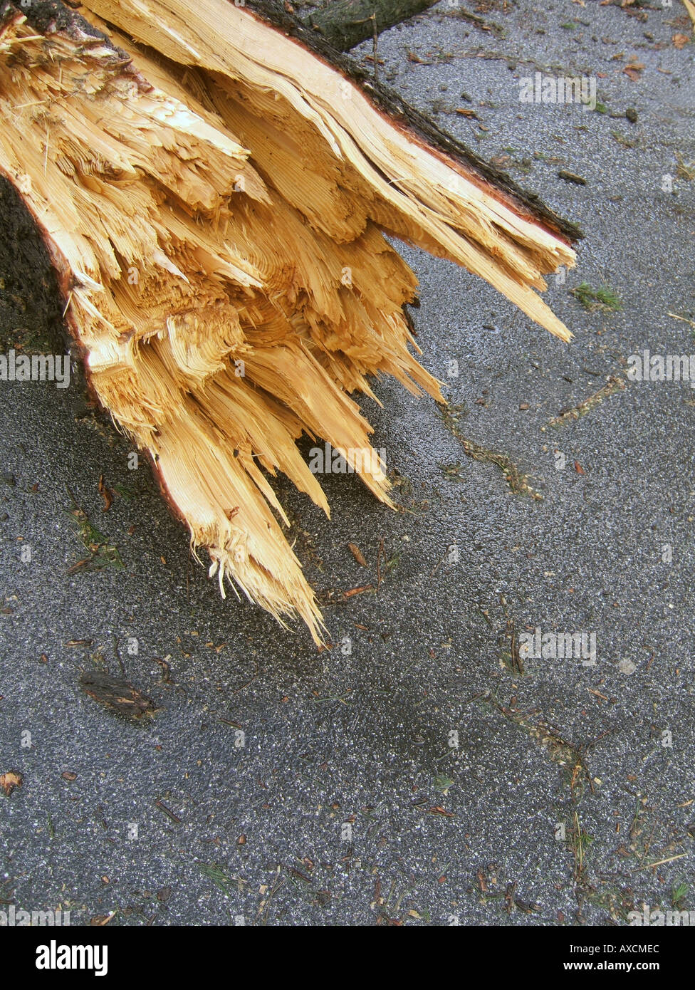 tree blown over in storm Stock Photo Alamy