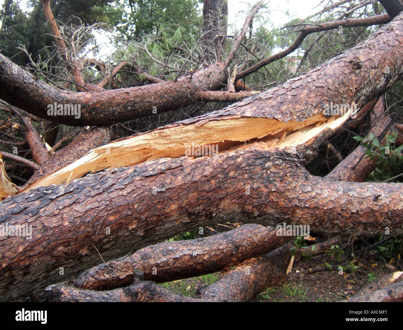 tree blown over in storm Stock Photo Alamy