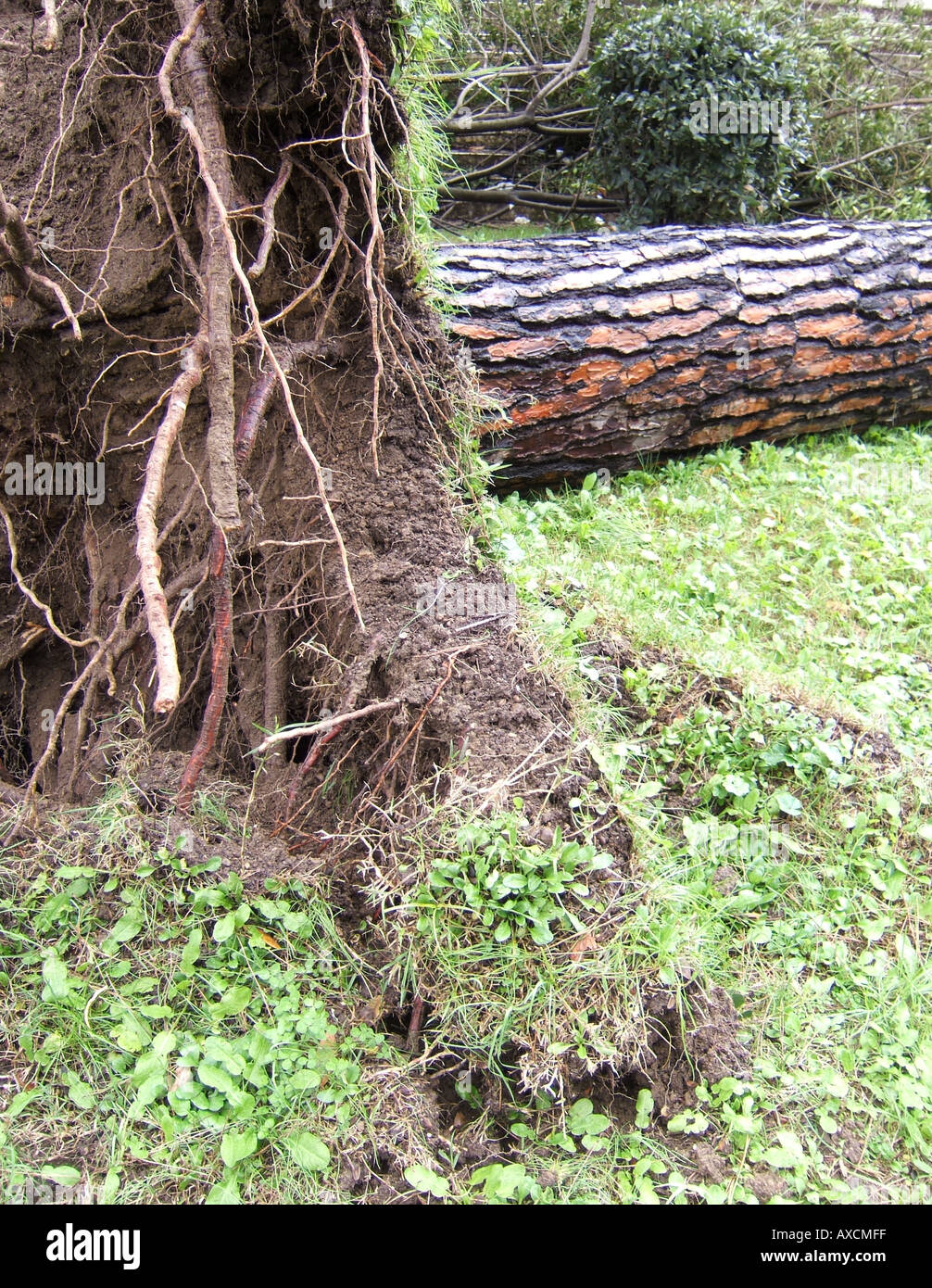 tree blown over in storm Stock Photo Alamy