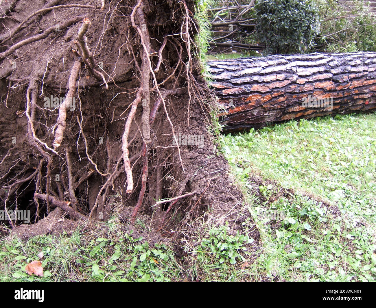 tree blown over in storm Stock Photo Alamy