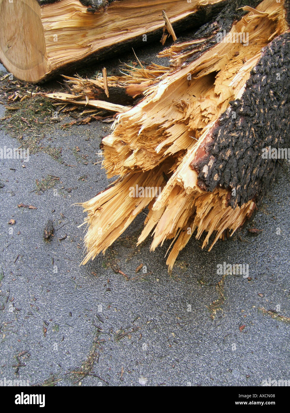 tree blown over in storm Stock Photo Alamy
