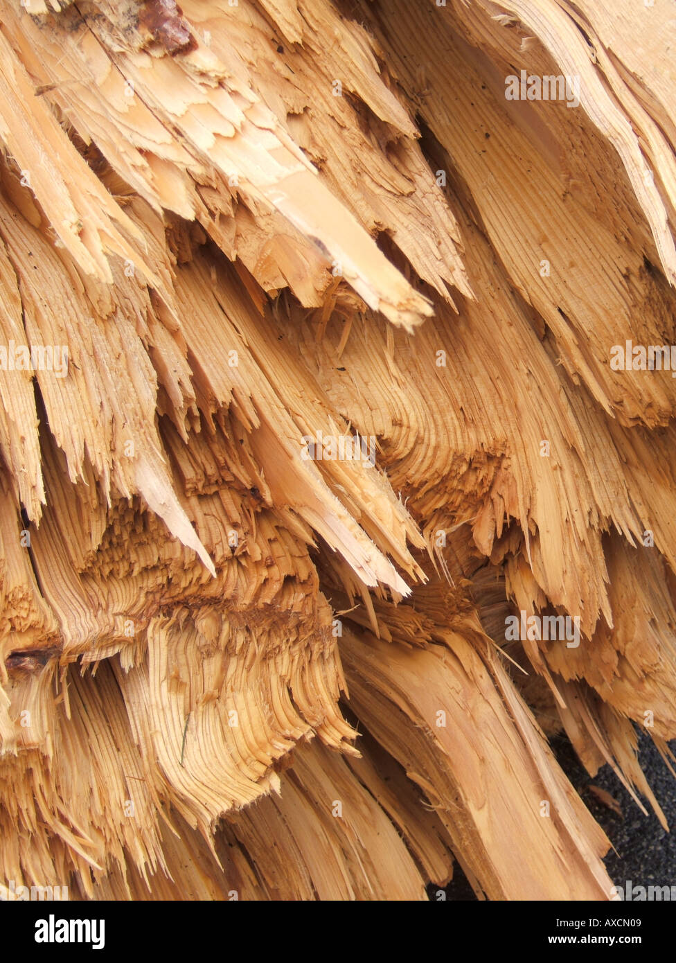 tree blown over in storm Stock Photo Alamy