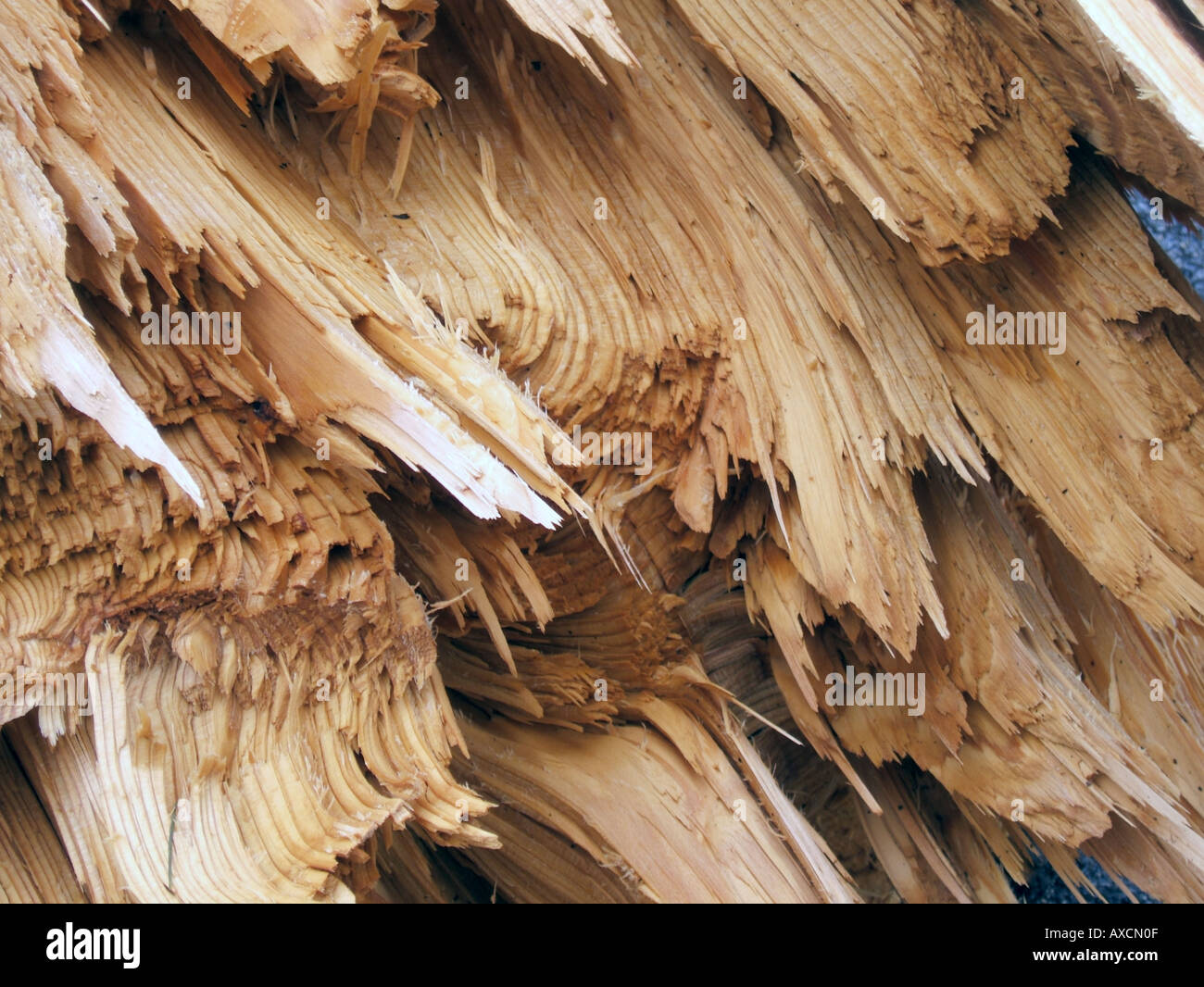 tree blown over in storm Stock Photo Alamy