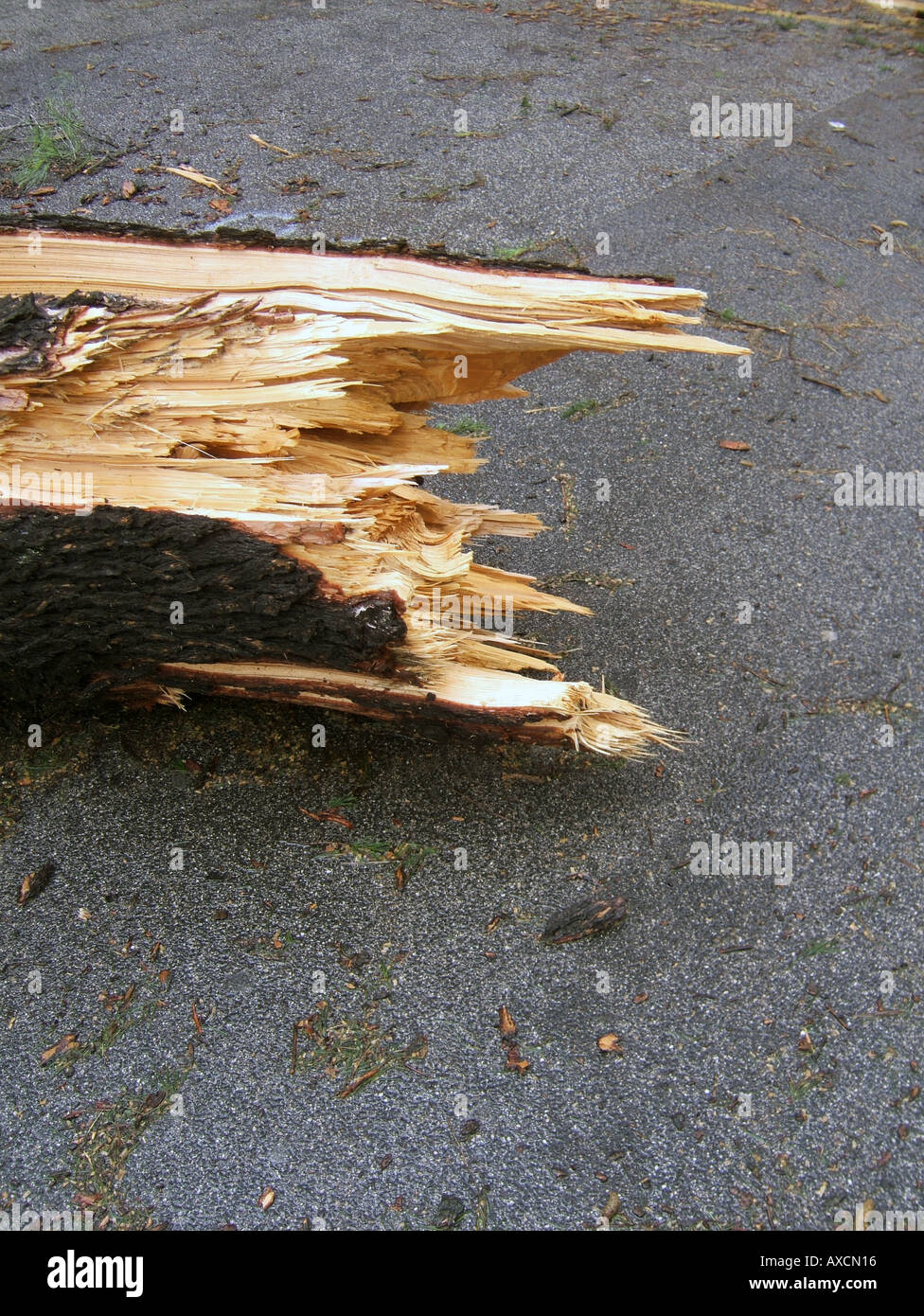tree blown down in storm Stock Photo Alamy