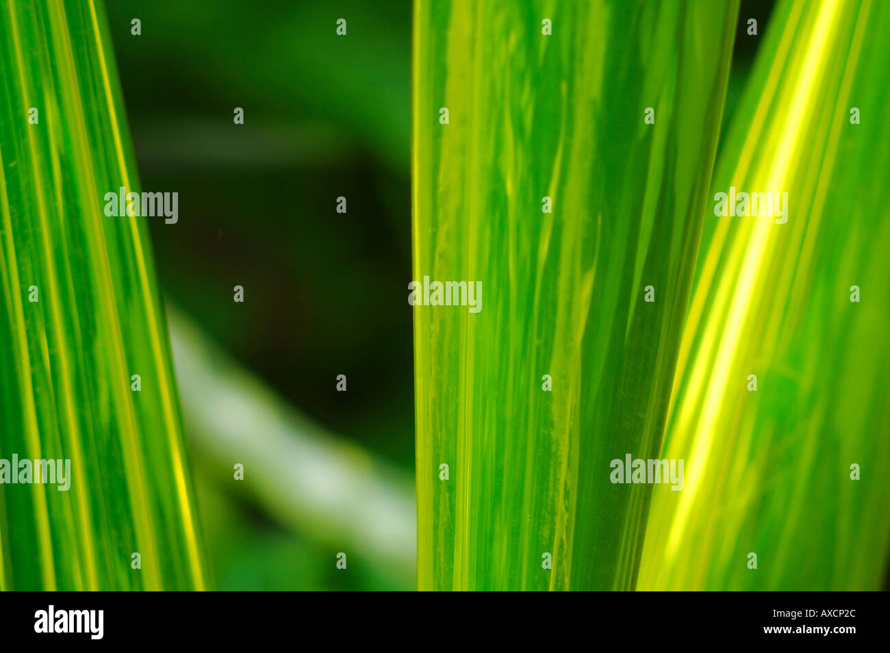 Long grass made of glass Stock Photo Alamy