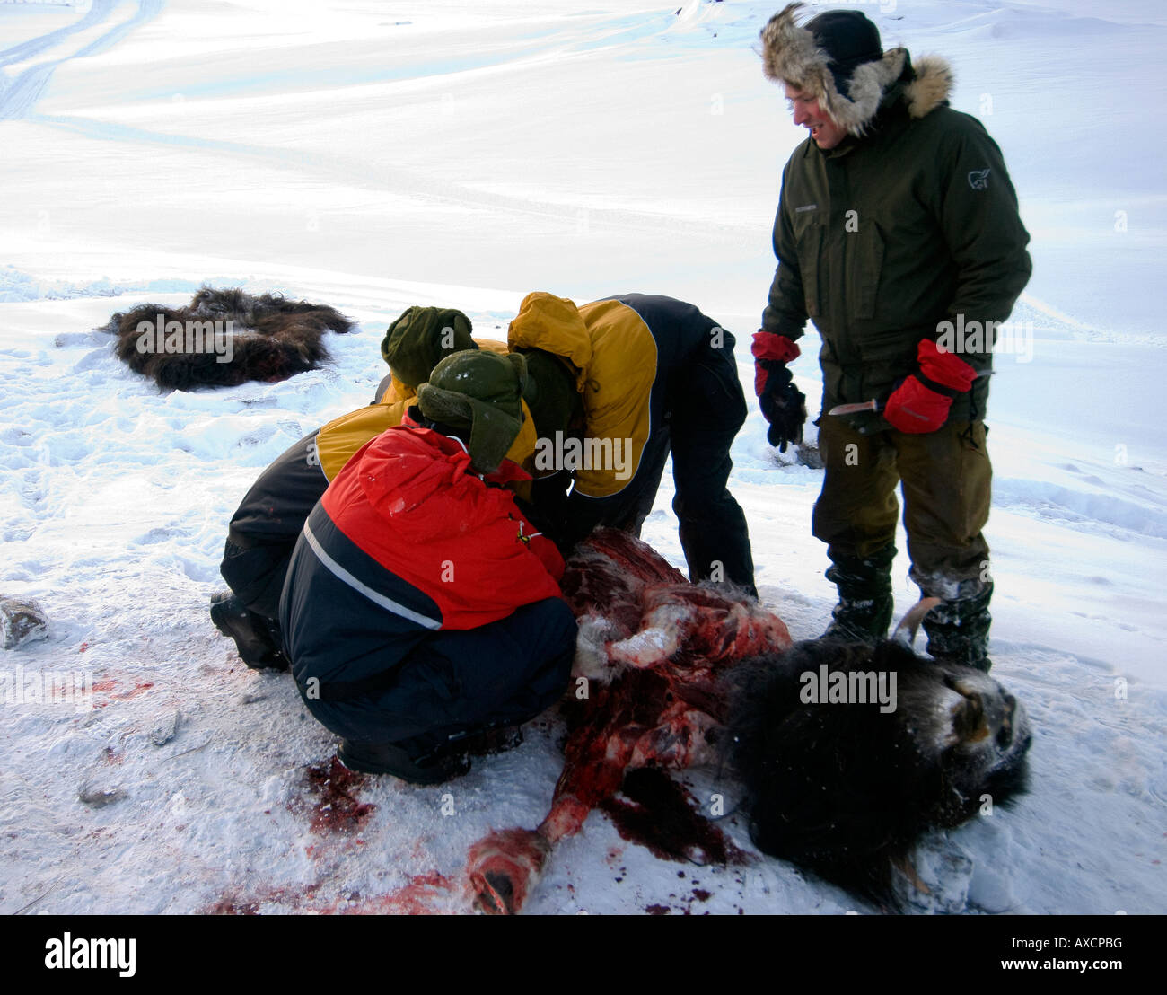 Without food for almost 2 days the recruits must kill skin and butcher a musk ox for food Survival week Danish Special Forces Stock Photo