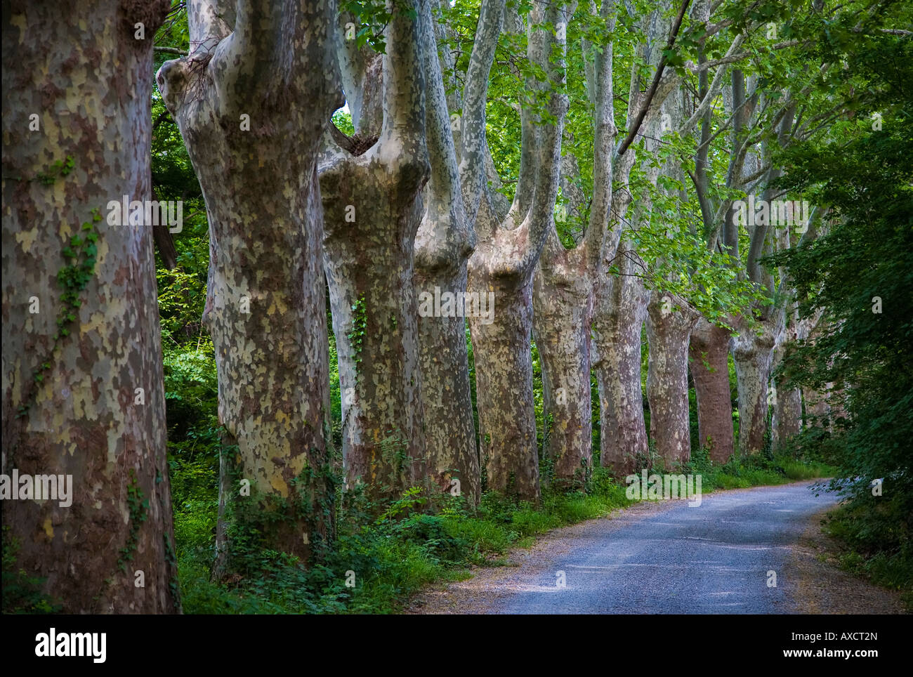 Plane Trees on Feeder to Canal du Midi, Near Mirepeisset, Languedoc-Roussillon, France Stock Photo