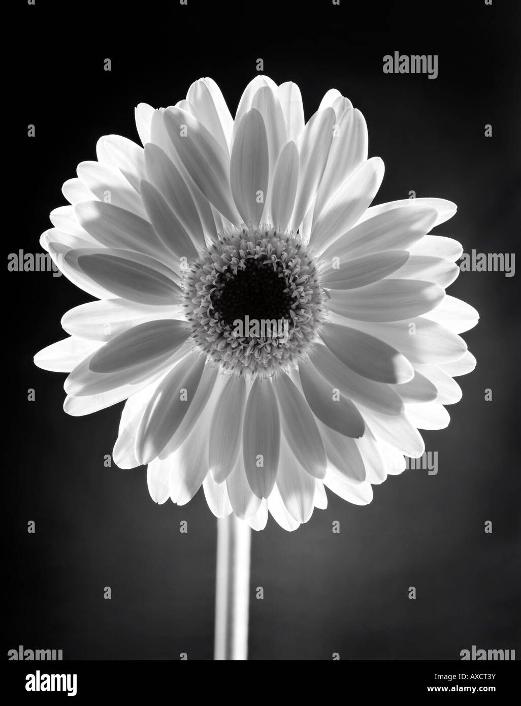 Black and white image of backlit flower Stock Photo - Alamy