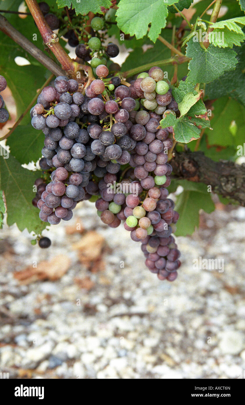 Unripe grapes. Veraison, grape colouring. Chateau de France, Pessac