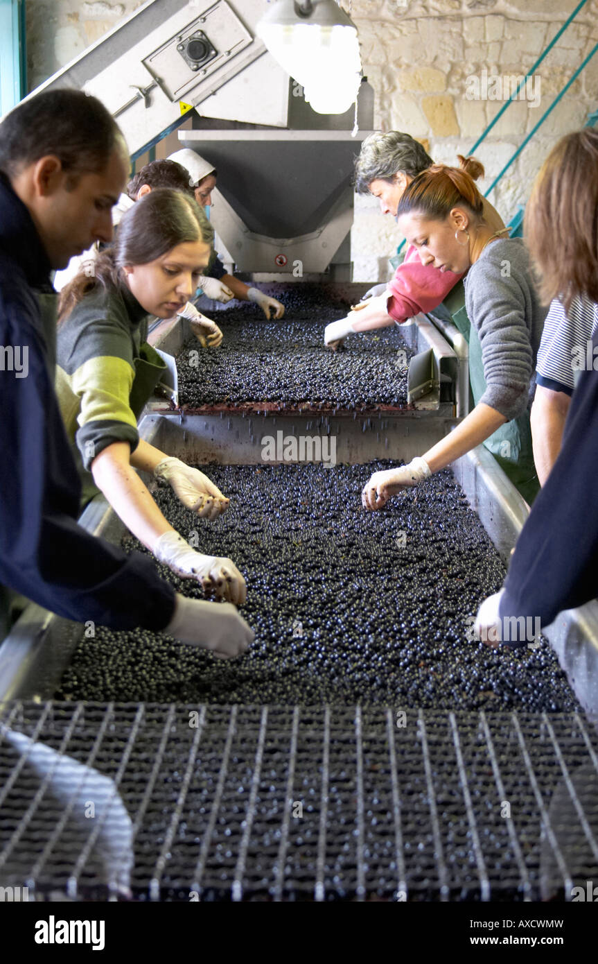 Hand selecting the bad grapes at a sorting table. Merlot. Chateau Kirwan, Margaux, Medoc, Bordeaux, France Stock Photo