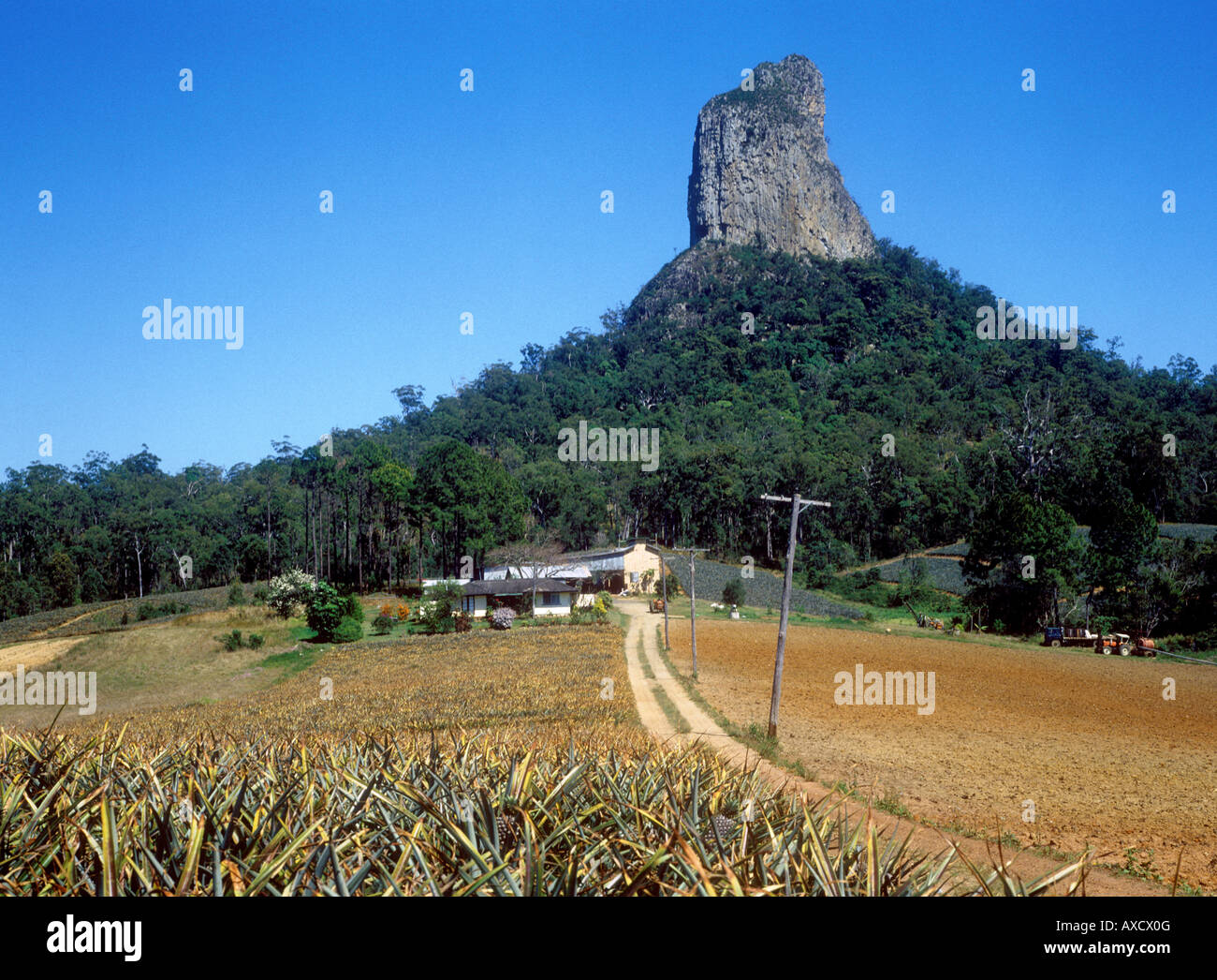 One of the Glasshouse Mountains surrounded by a pineapple plantation