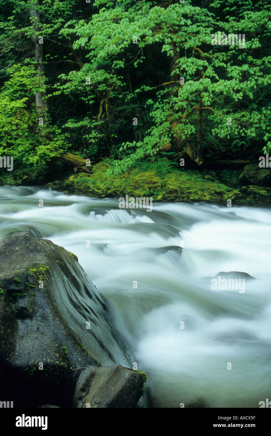The Salmon River flows through old growth forest in Mount Hood National Forest Cascade Mountain