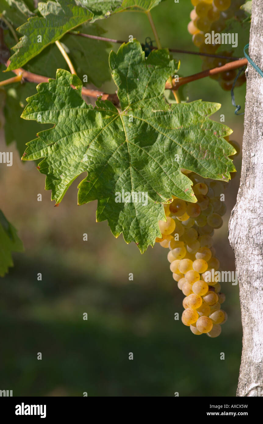 Bunches of ripe grapes. Ugni Blanc. Bordeaux, France Stock Photo Alamy