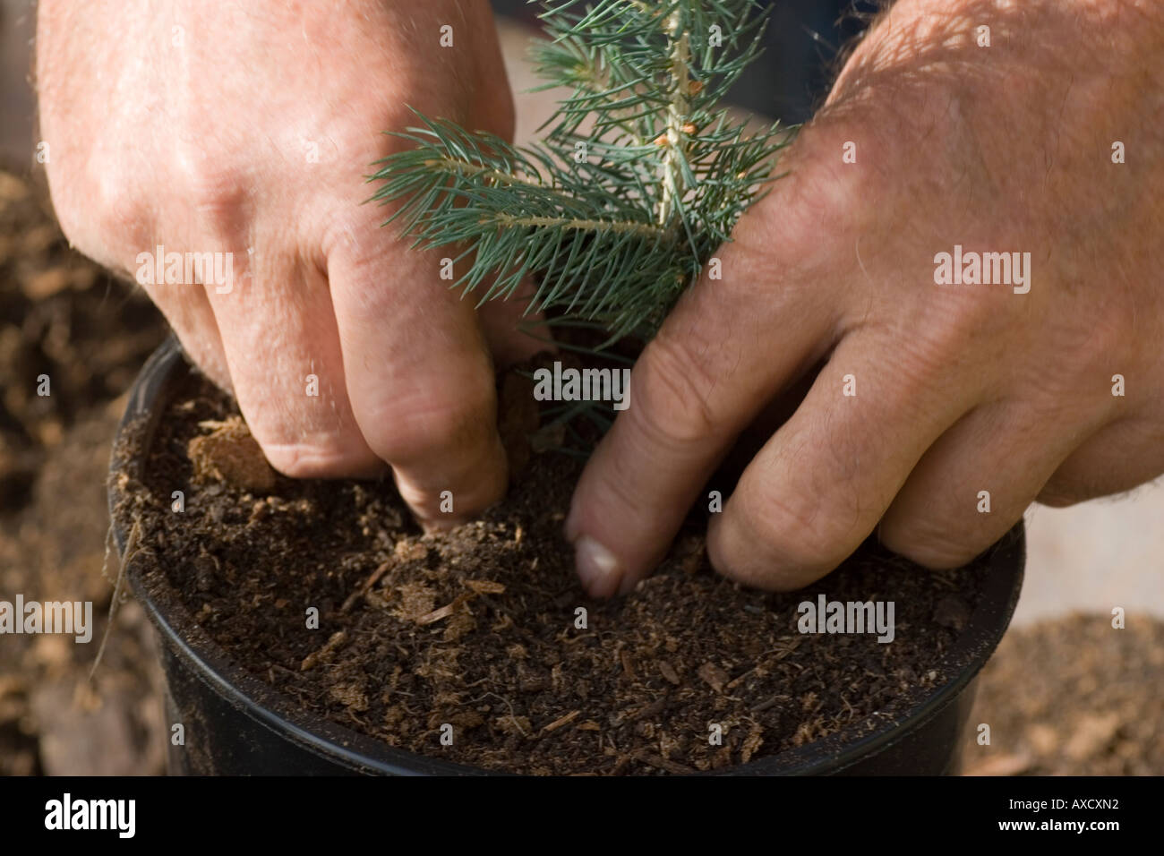 Man planting Christmas tree at farm in Kelowna BC Stock Photo Alamy