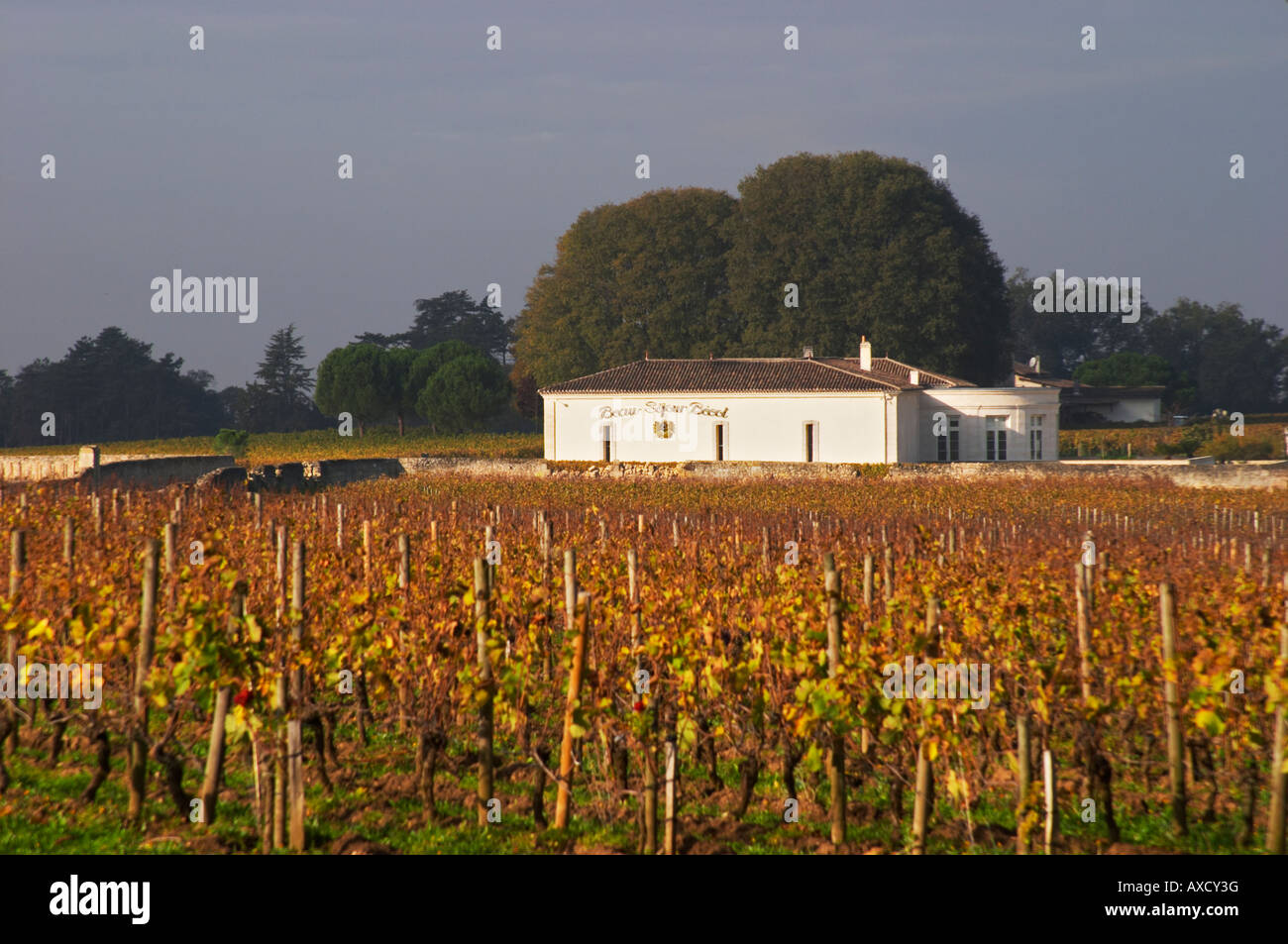Vineyard and winery. Chateau Beau Sejour Becot. Saint Emilion, Bordeaux, France Stock Photo