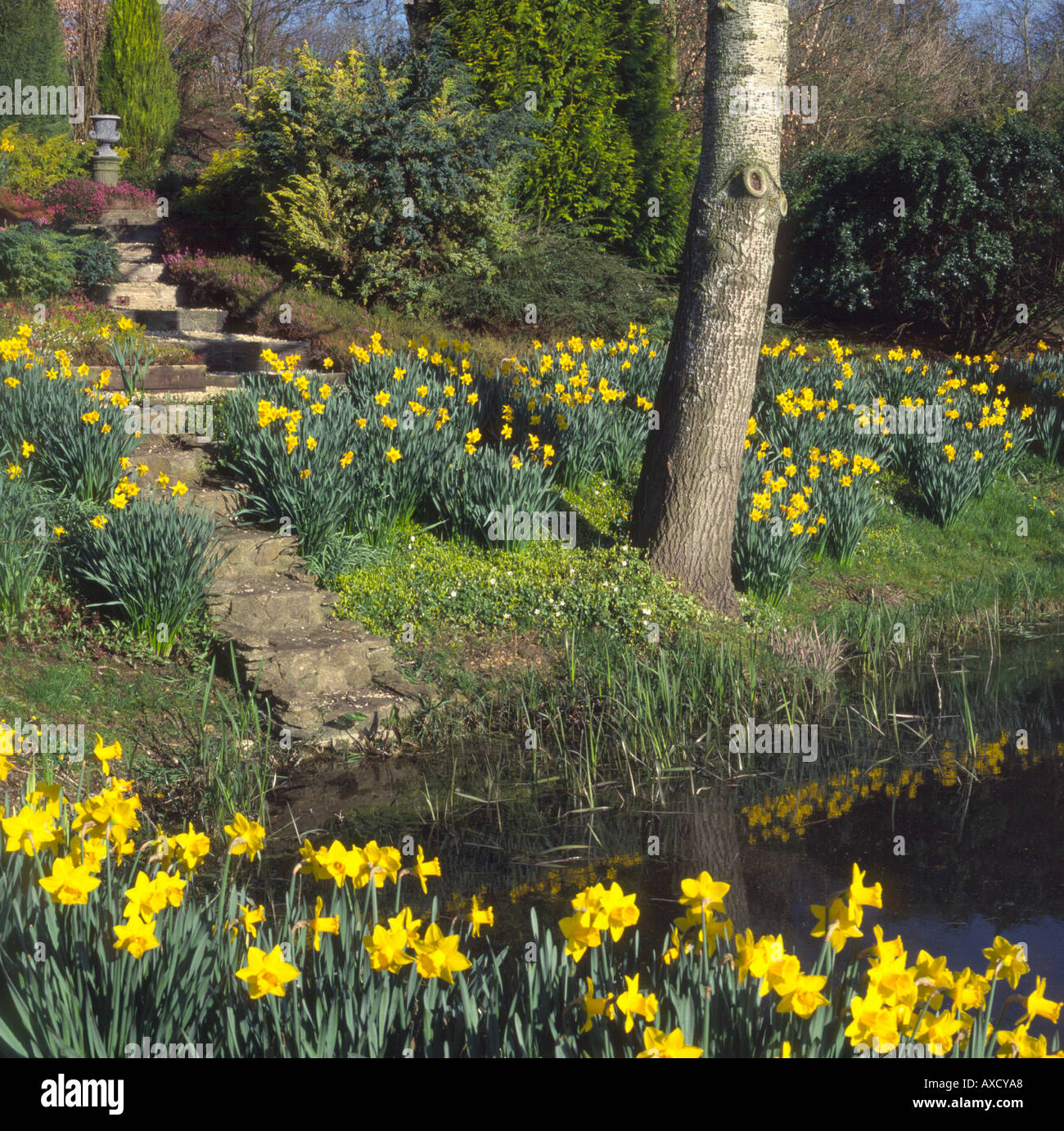 Spring daffodils beside garden pond Stock Photo