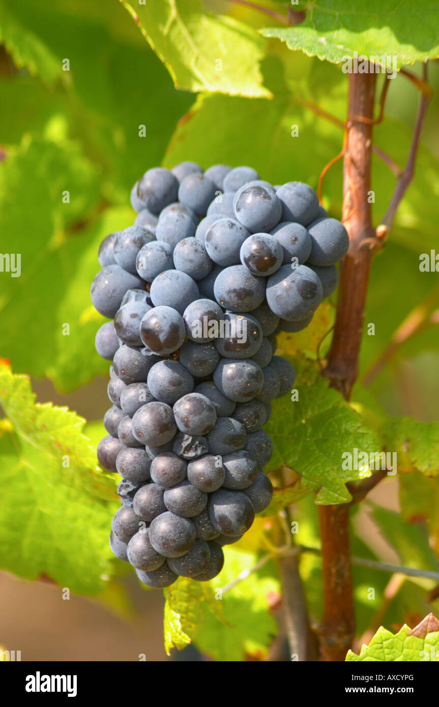 Bunches of ripe grapes. Pinot Noir. Beaune, Cote d'Or, Burgundy, France Stock Photo