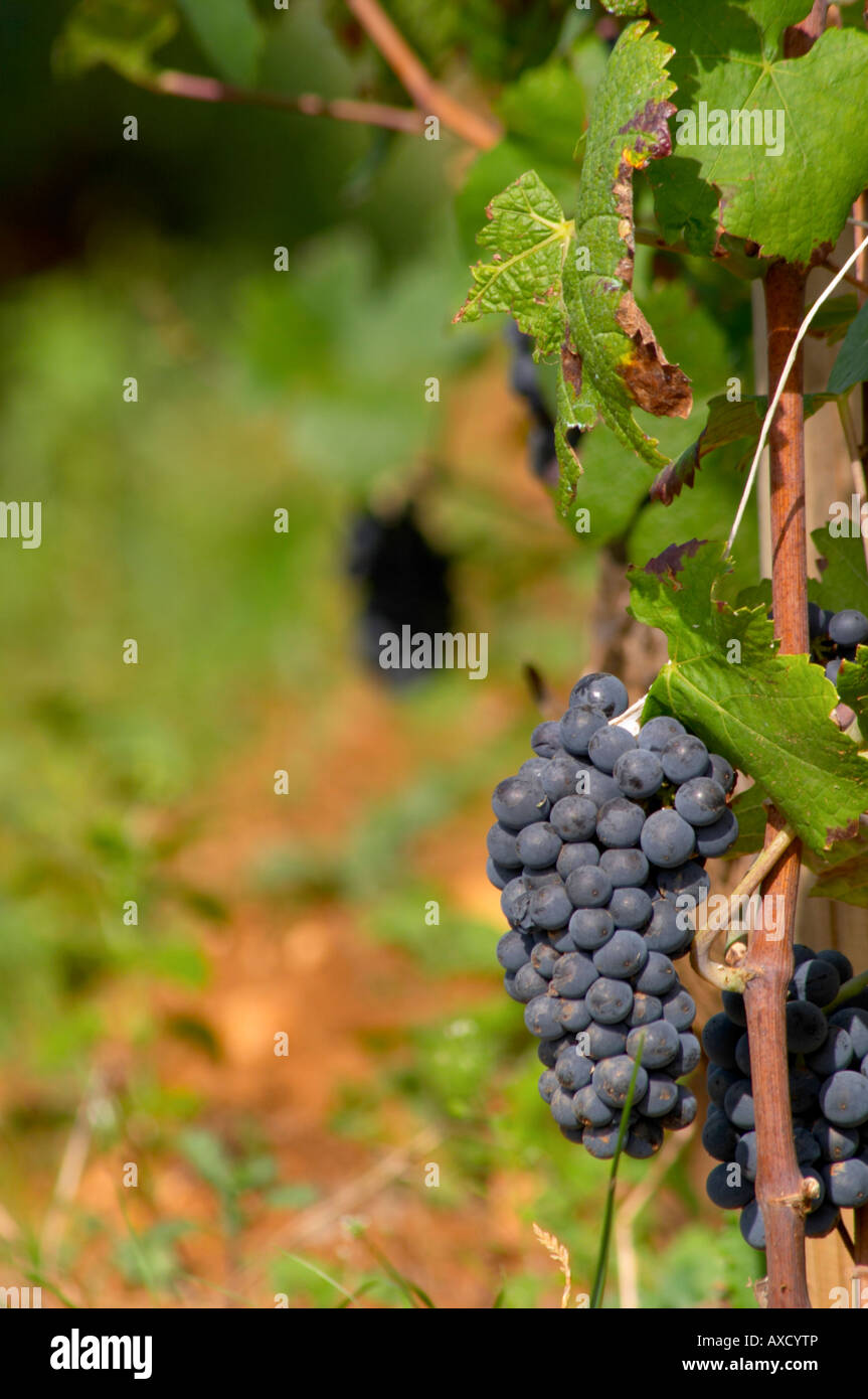 Bunches of ripe grapes. Pinot noir. Beaune, Cote d'Or, Burgundy, France Stock Photo