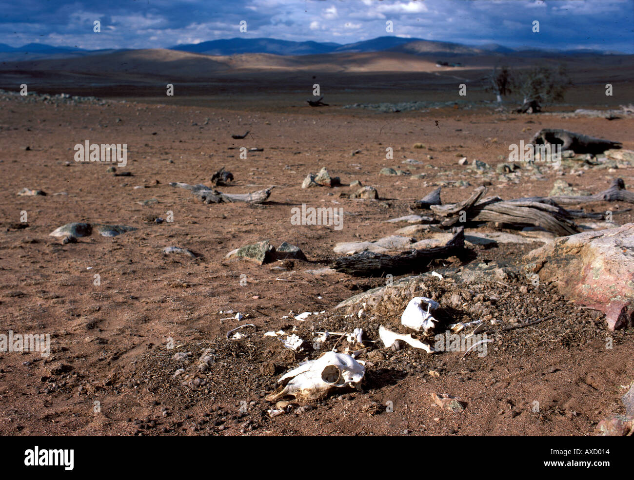 Skeletons of sheep cover the Monaro region of NSW during a drought in Australia Stock Photo