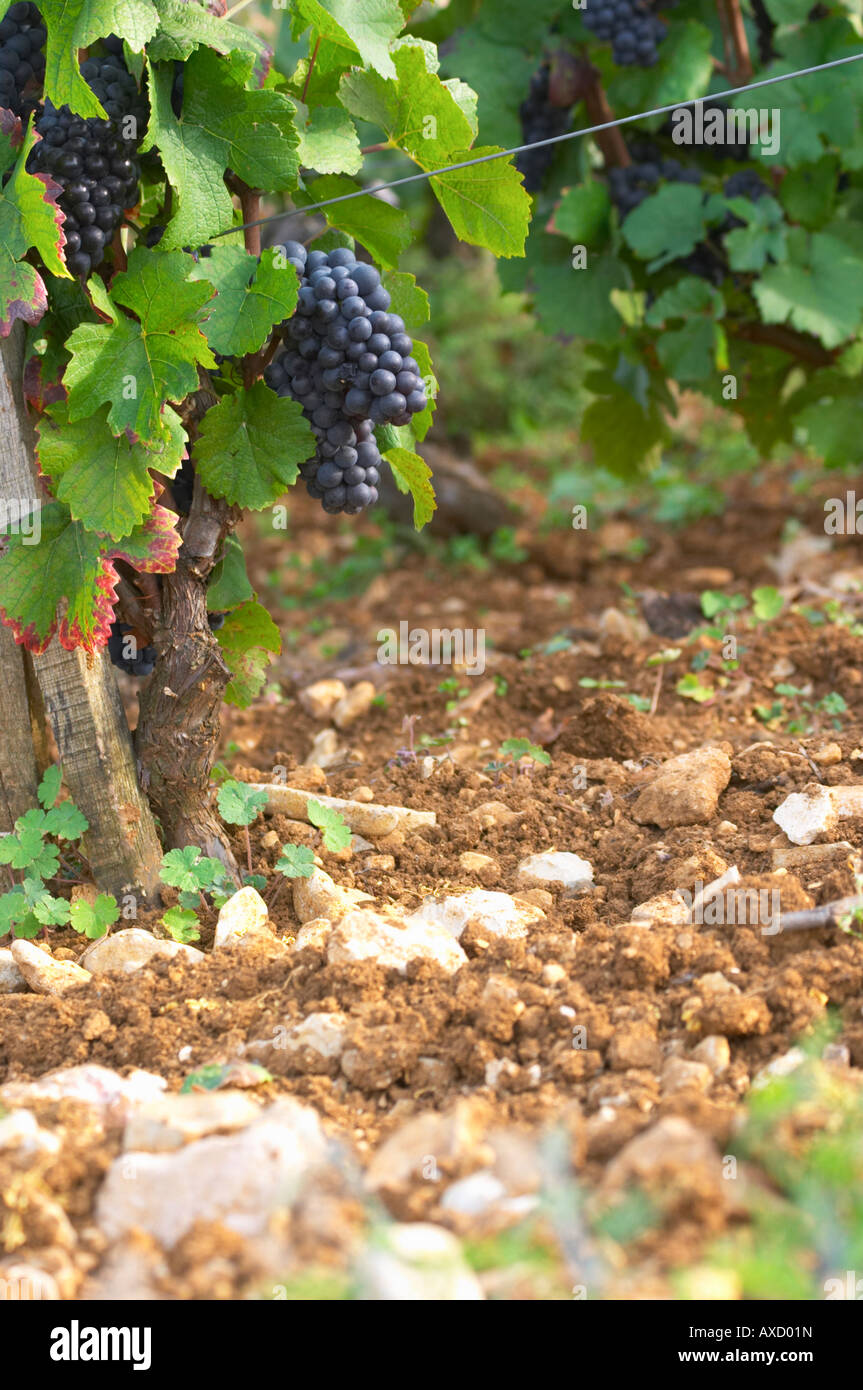 Soil detail. Stony. Sand. Calcareous. Vine leaf. Pinot noir. Rugiens sector. Pommard, Cote de Beaune, d'Or, Burgundy, France Stock Photo