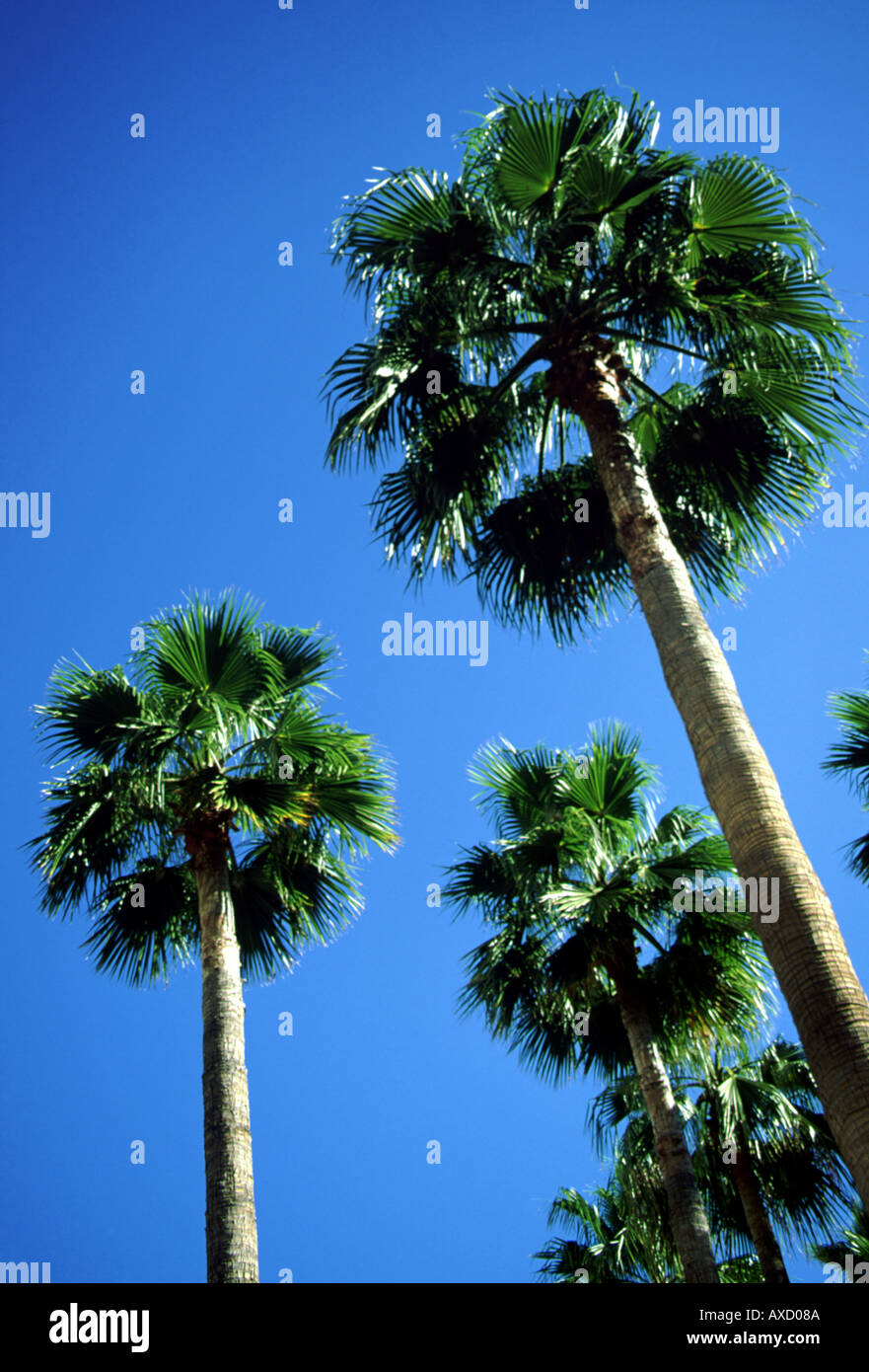 Trees of palm hi-res stock photography and images - Alamy