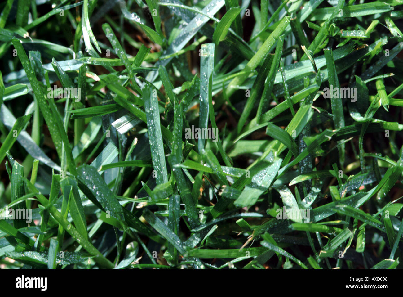 Grass up close hi-res stock photography and images - Alamy