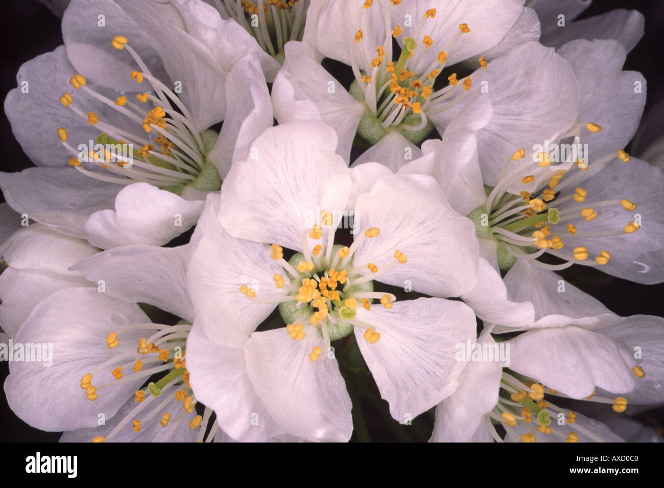 Blooms cherry blossoms hi-res stock photography and images - Alamy