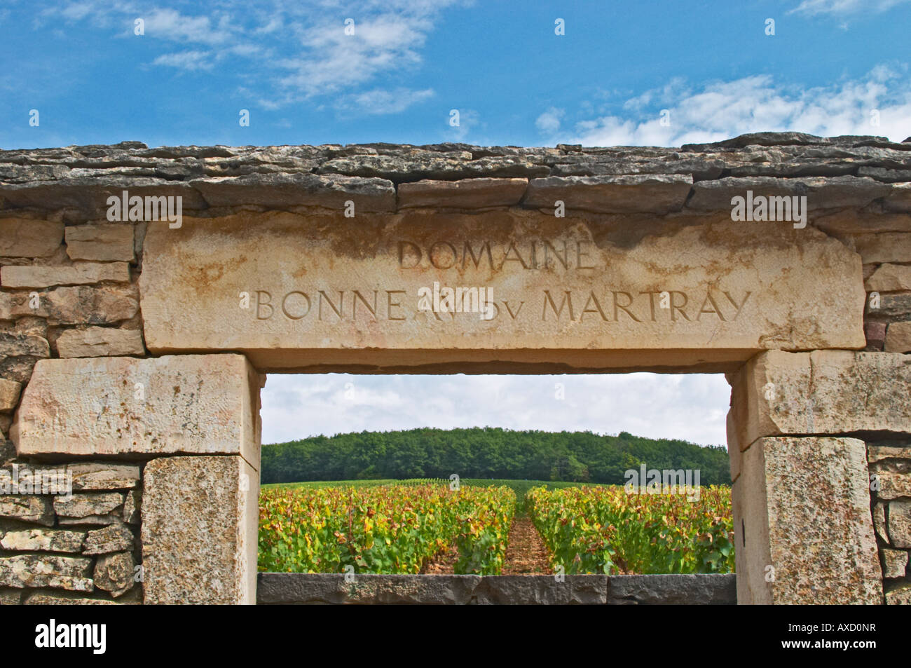 Vineyard. Domaine Bonneau du Martray, Corton Charlemagne. Aloxe Corton