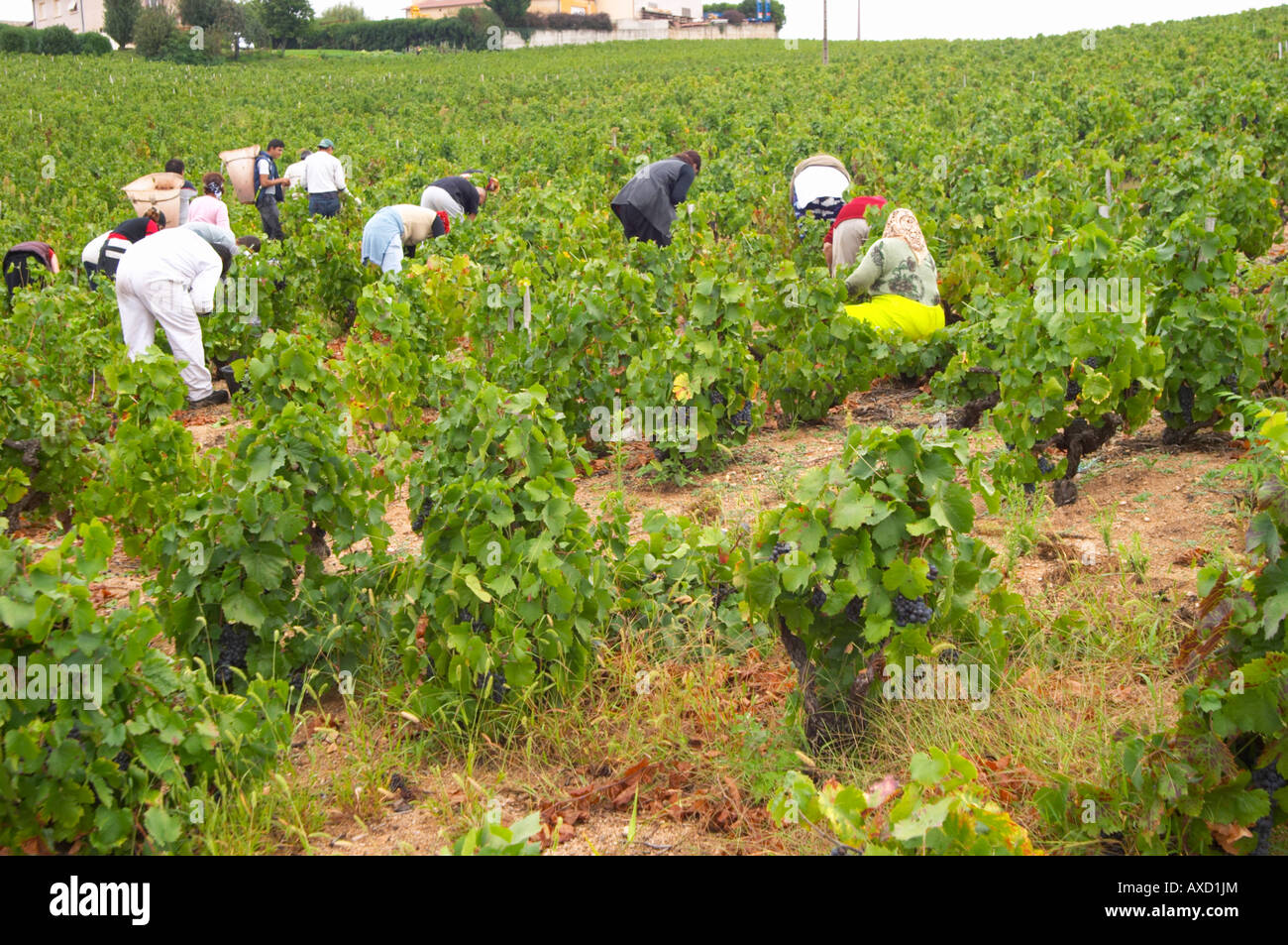 Harvest workers picking grapes. Domaine Tracot & Dubost, Beaujolais, France Stock Photo Alamy
