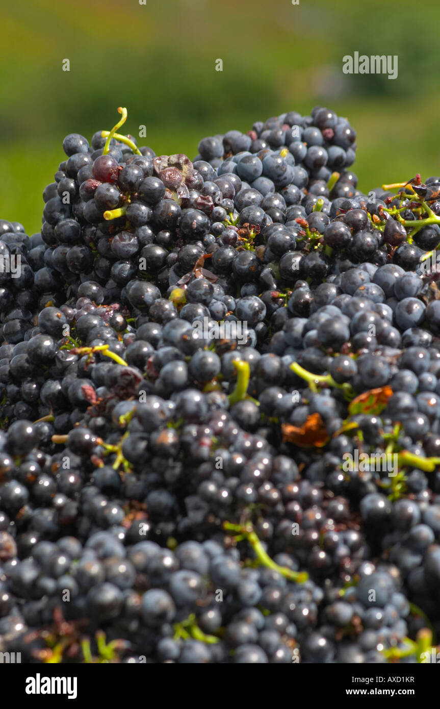 Grape reception at harvest. Gamay. Domaine tracot Dubost, Beaujolais, France Stock Photo