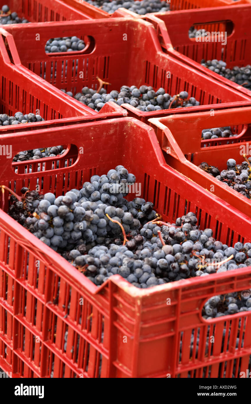 Harvested grapes. Cabernet Franc. Chateau Reignac, Bordeaux, France Stock Photo