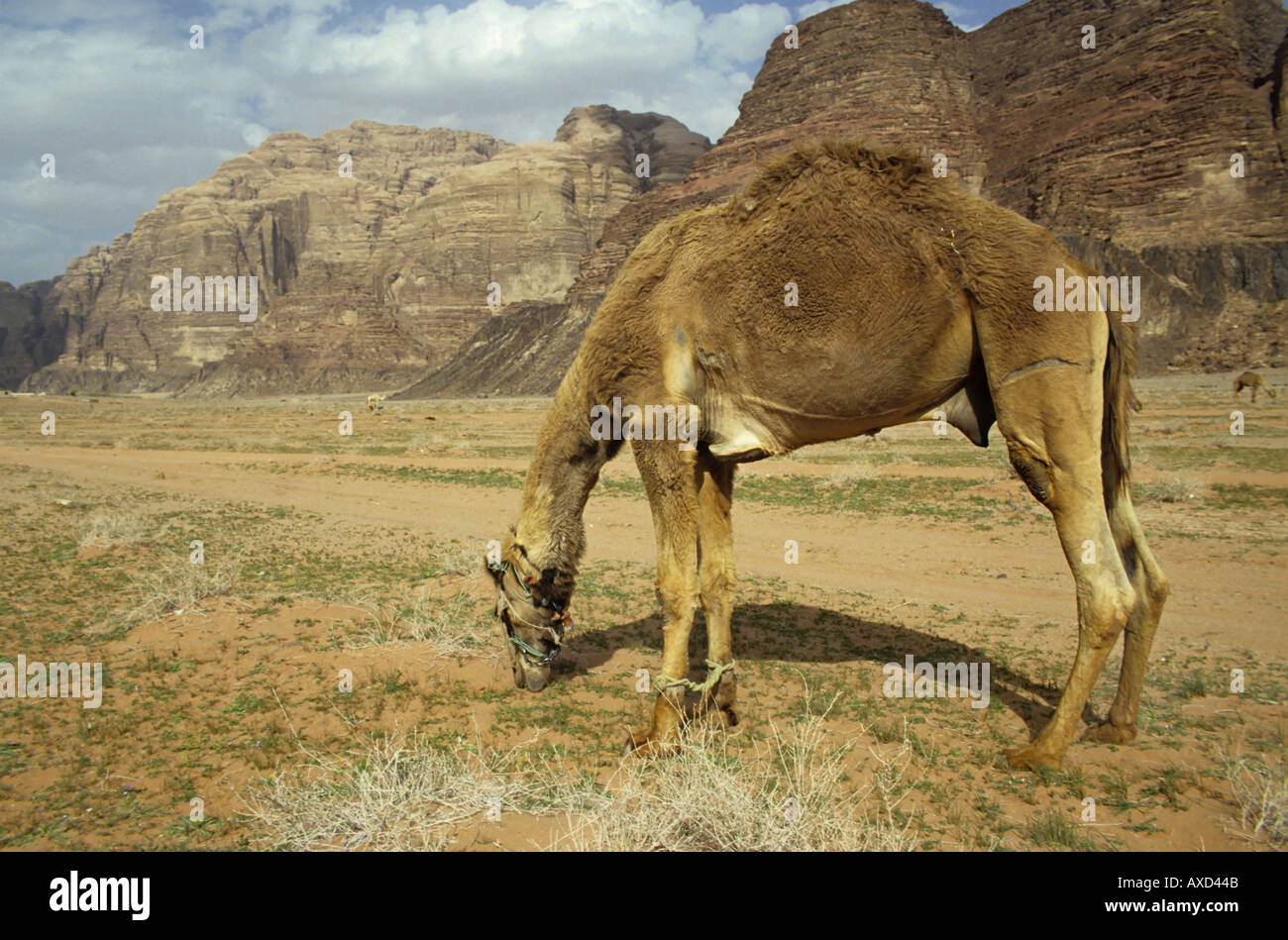 Wadi Rum desert, Jordan - Camel Grazing In The Desert Stock Photo