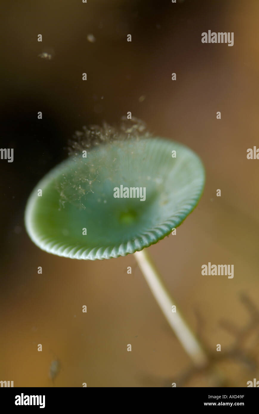 acetabularia-acetabulum-hi-res-stock-photography-and-images-alamy