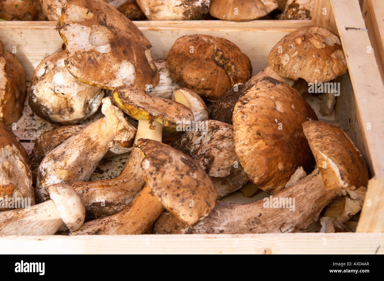 On a street market. Cepes porcini mushrooms. Bordeaux city, Aquitaine