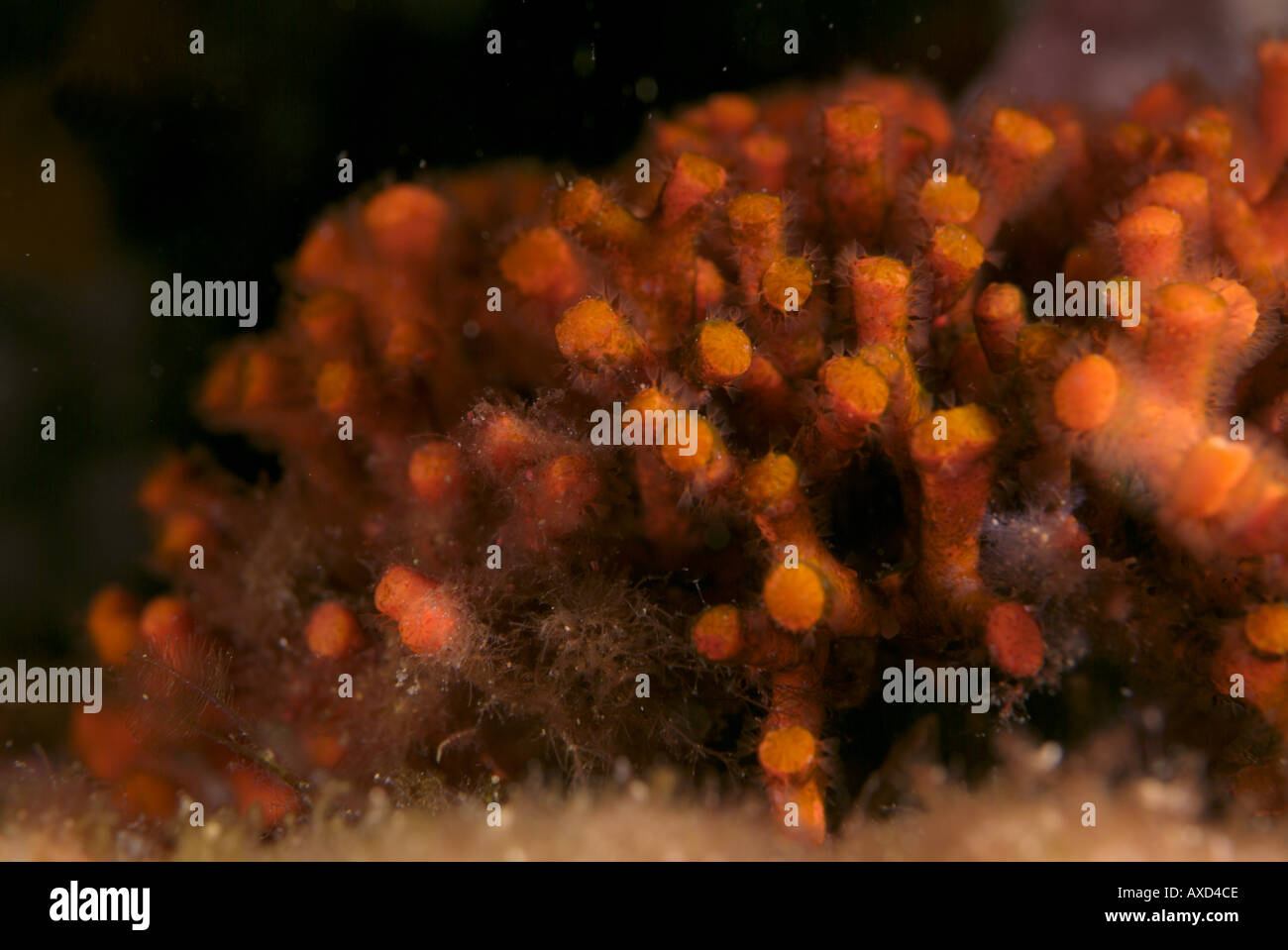 France Marseille Moyades Riou Island False Coral Myriapora Truncata Stock Photo