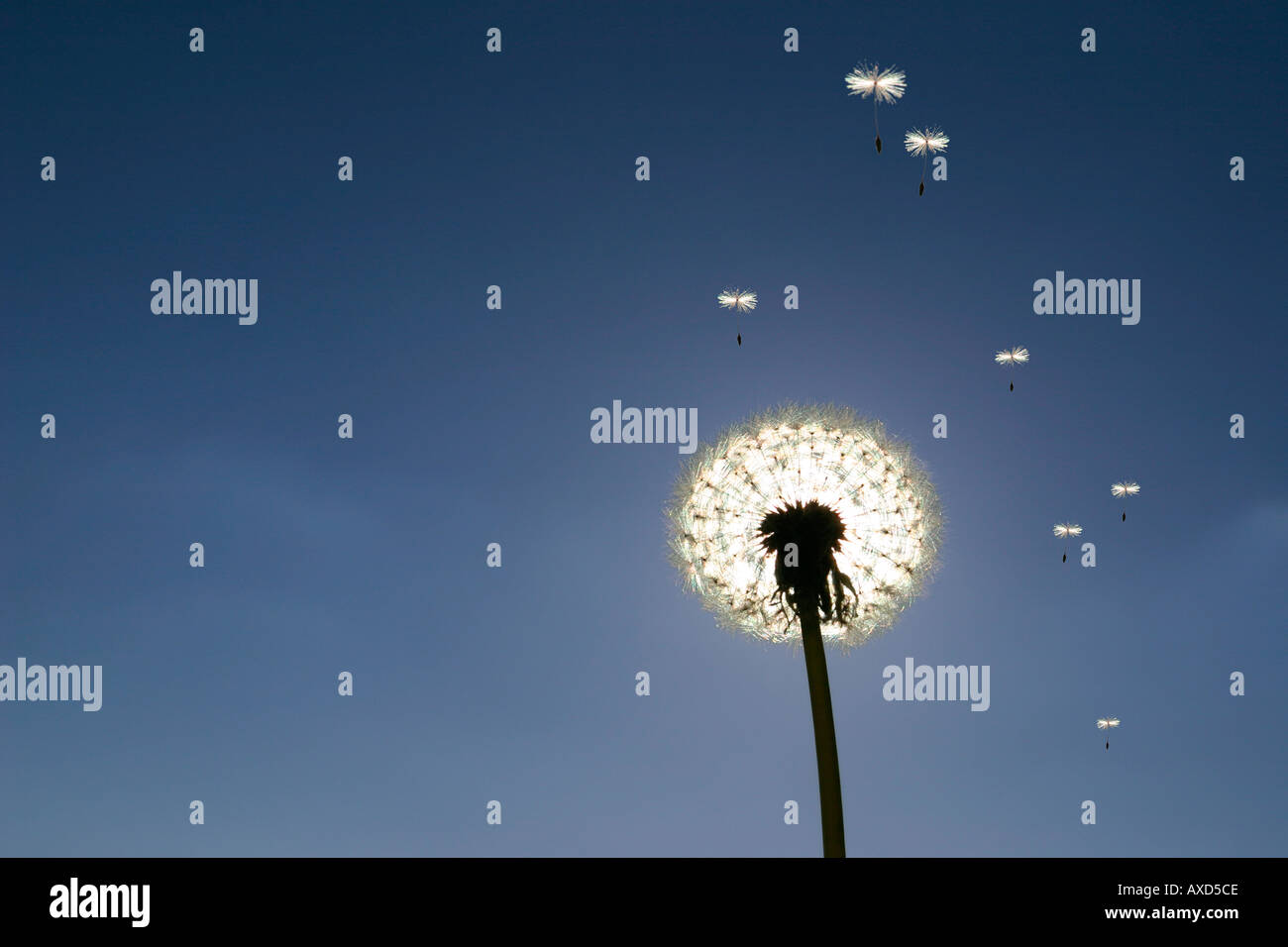 Seeds floating in the air hires stock photography and images Alamy