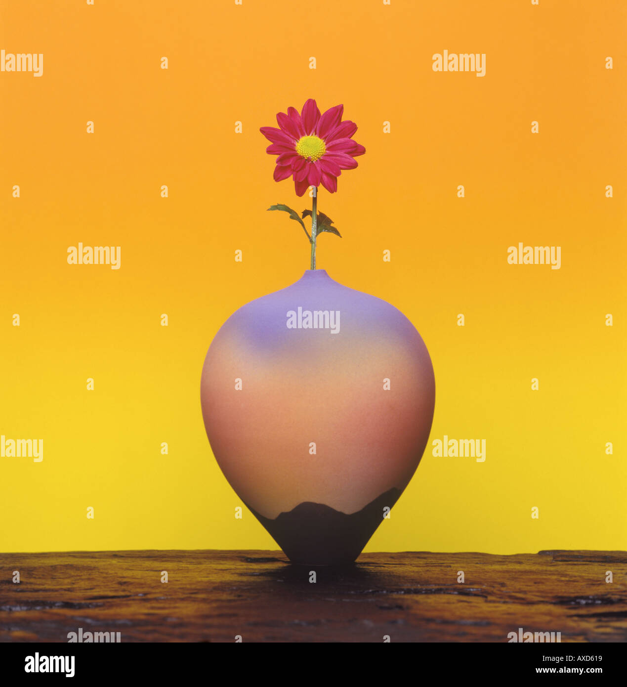 Single Flower In Vase Stock Photo Alamy